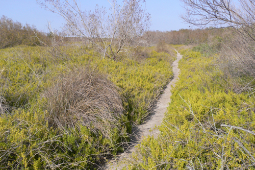 Everglades Coastal Prairie