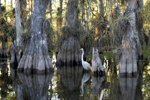 Great Egret in a Cypress Swamp