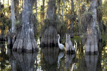 Great Egret Cypress Swamp Everglades