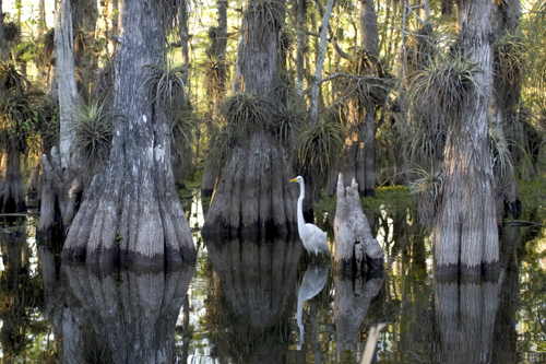 Great Egret in an Everglades Cypress Swamp