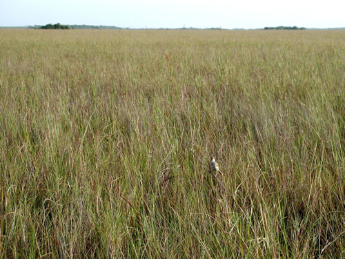 Everglades Freshwater Prairie