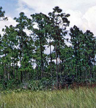 Everglades Pineland Area